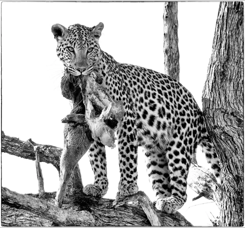 Leopard with kill