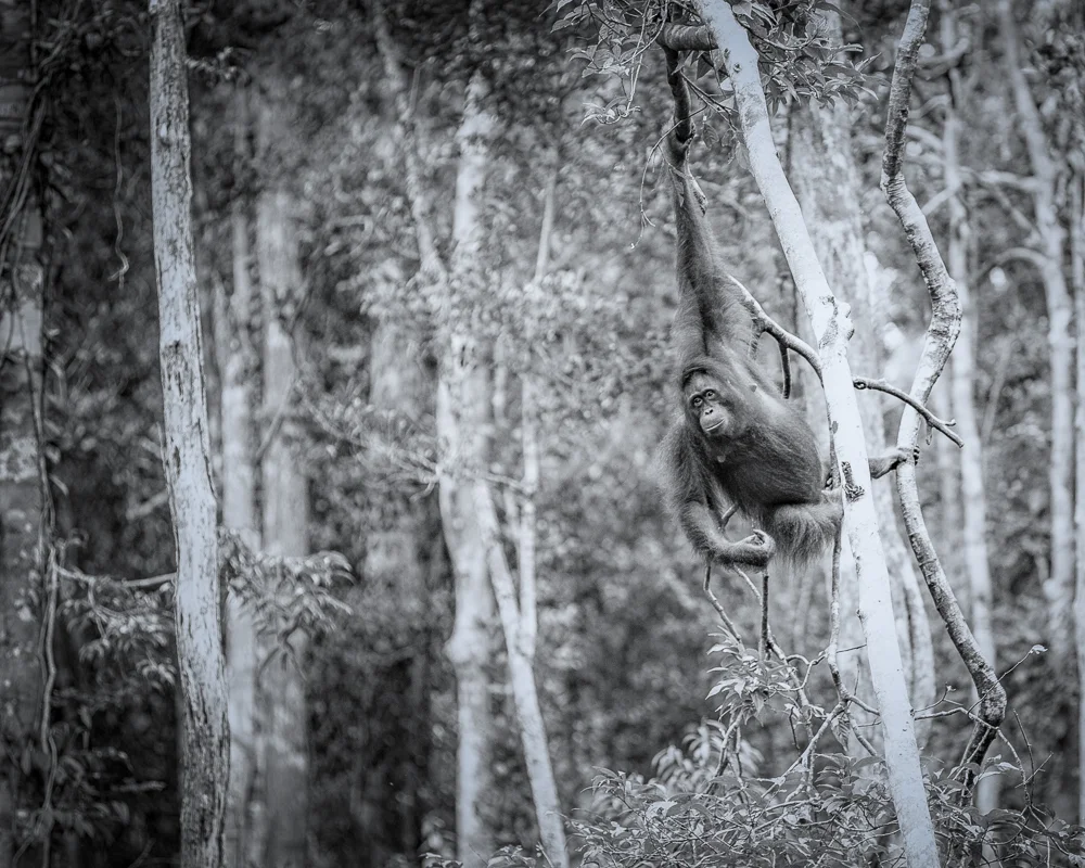 Hanging around. Kalimantan, Borneo