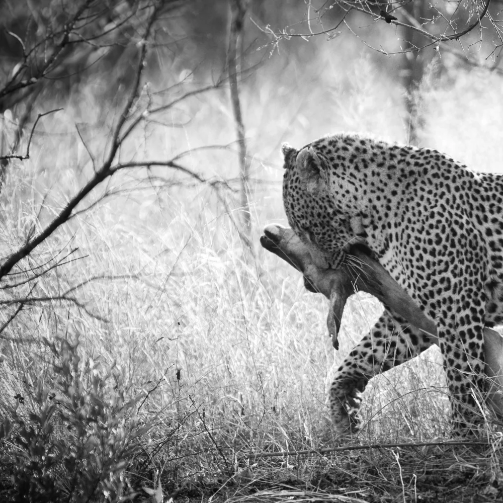 Predator