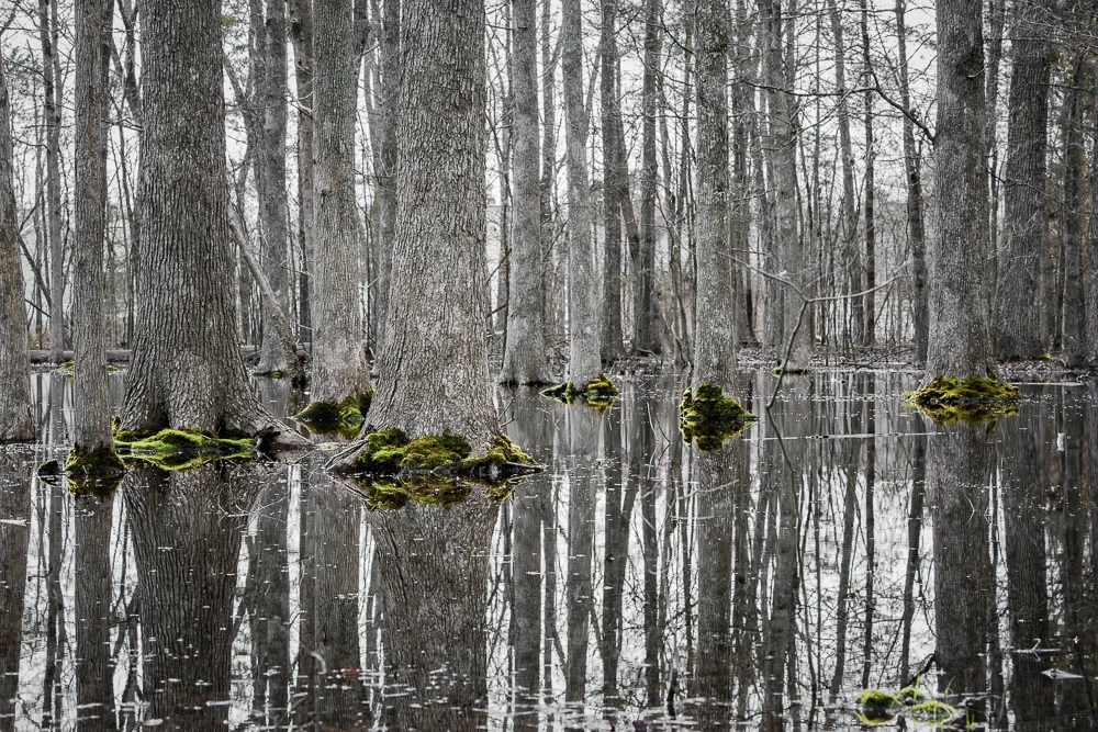 Swampland II