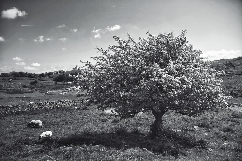 Tree with sheep