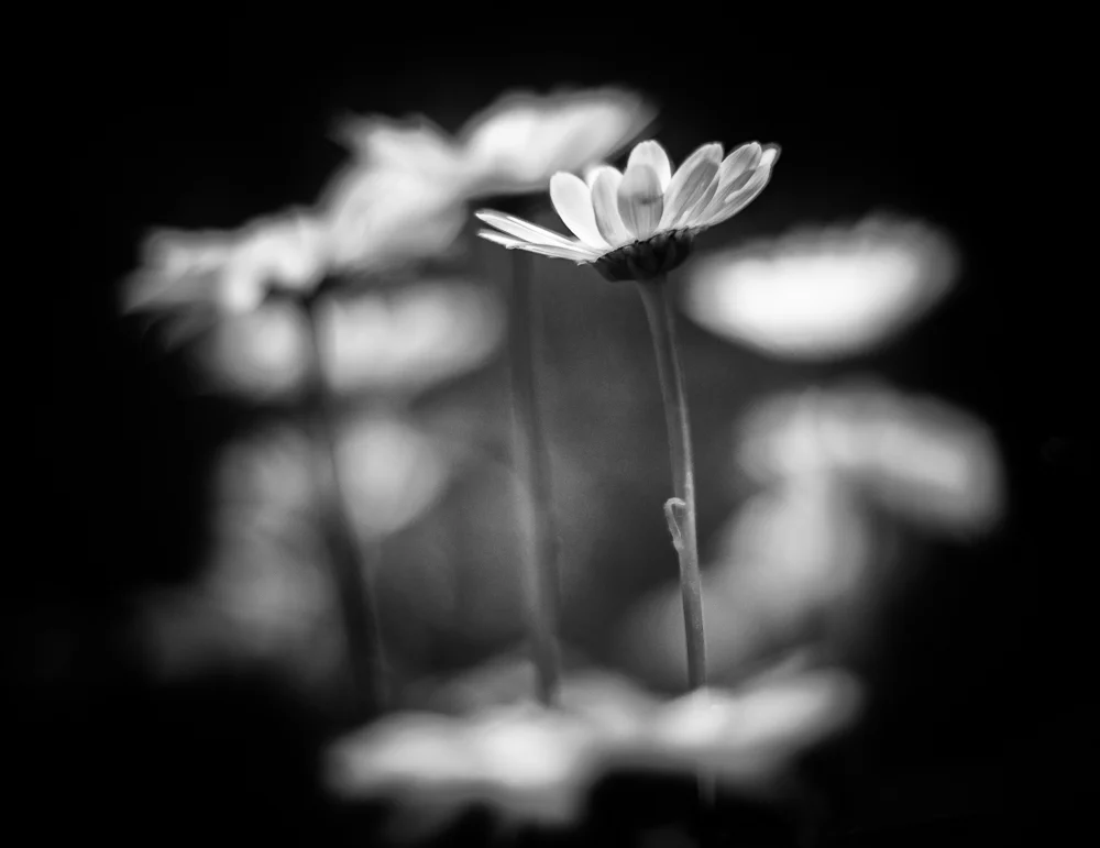 Daisies