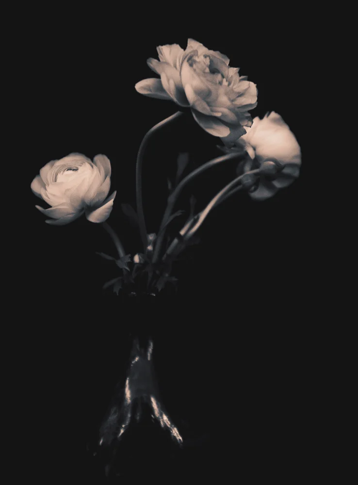 Peonies in vase