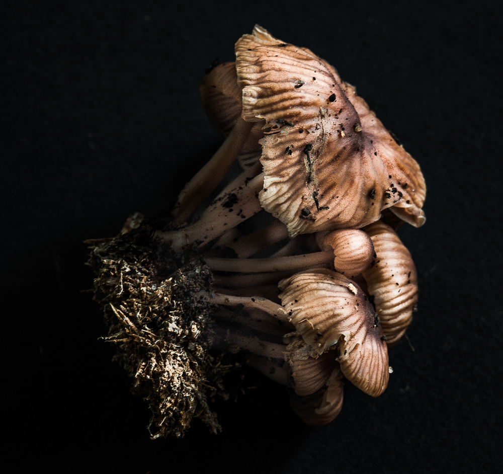 Mushroom II