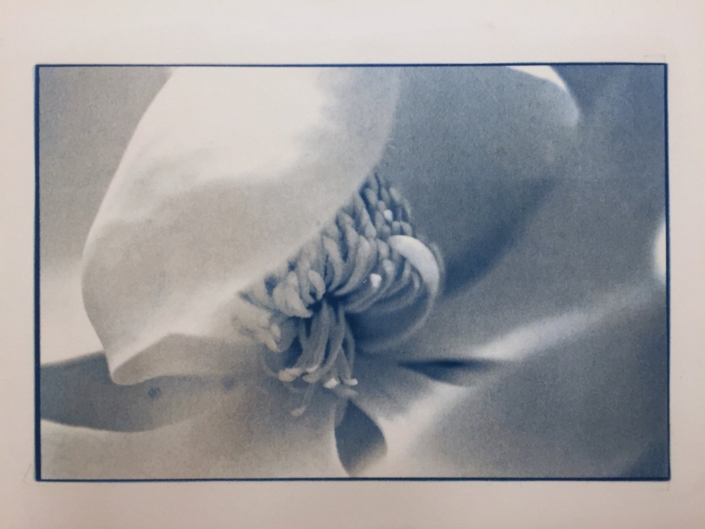 Magnolia Gum bichromate over cyanotype print