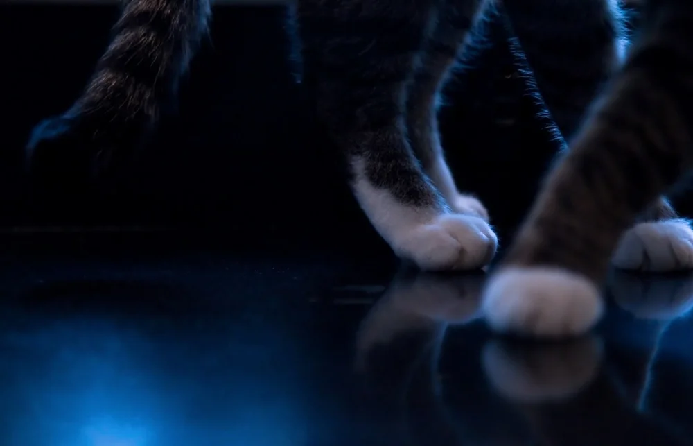 Tiptoes