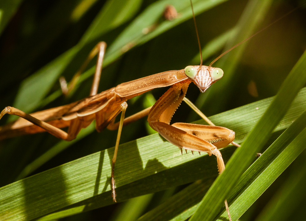 Praying mantis