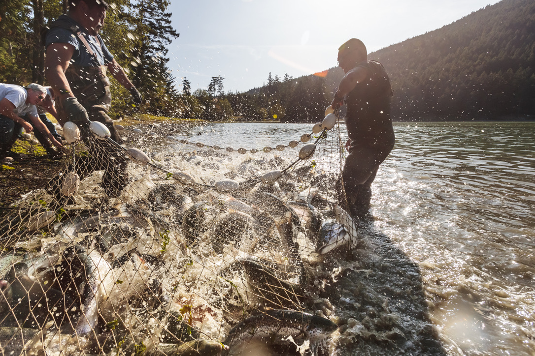 Locally Soulcraft Allstars took this photo for the New Yorker Magazine. Pictured here the Lummi Nation clean up the 1,000s of Farmed Salmon that were spilled into the San Juan Island waters by Cooke Aquaculture.