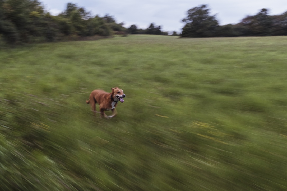 John’s favorite farm dog chases a buck through the fields.
