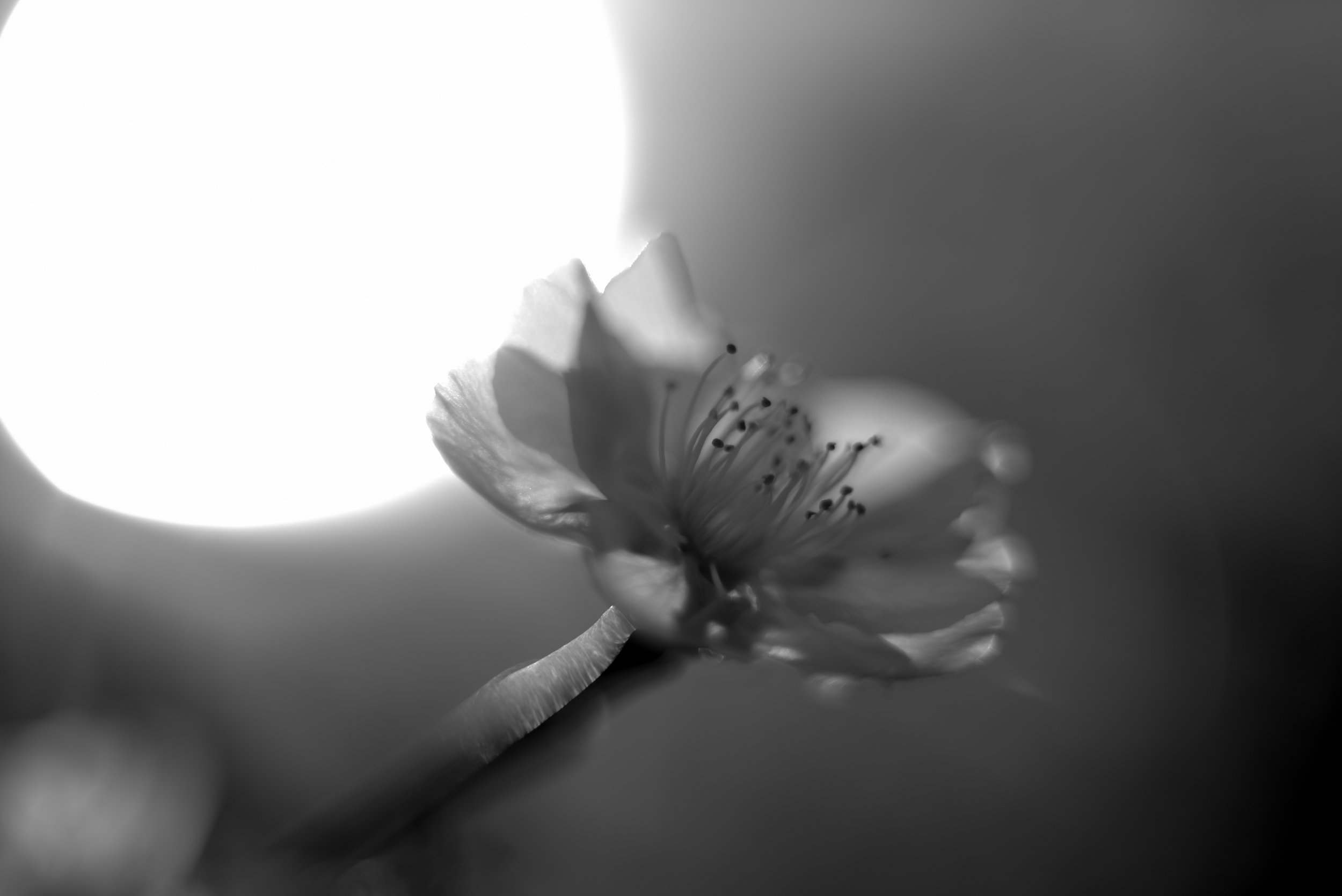 blossum.bw.jpg