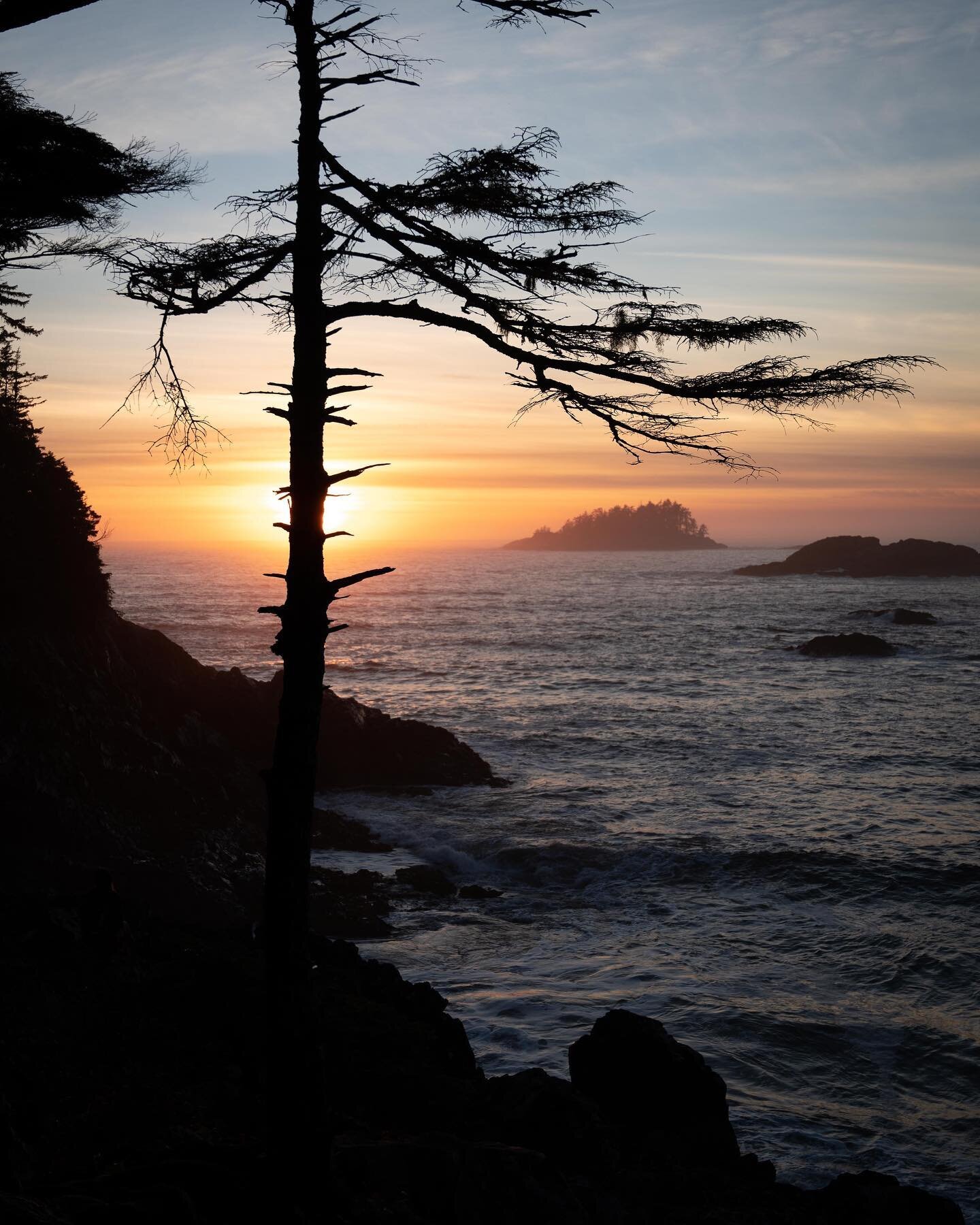 Sunset tree, Tofino. 

This section of the coastline has some of the most charismatic trees in the world. Covered in moss and constantly stripped by winter storms, each forms its own distinct personality. I grew especially fond of this one&hellip;

#