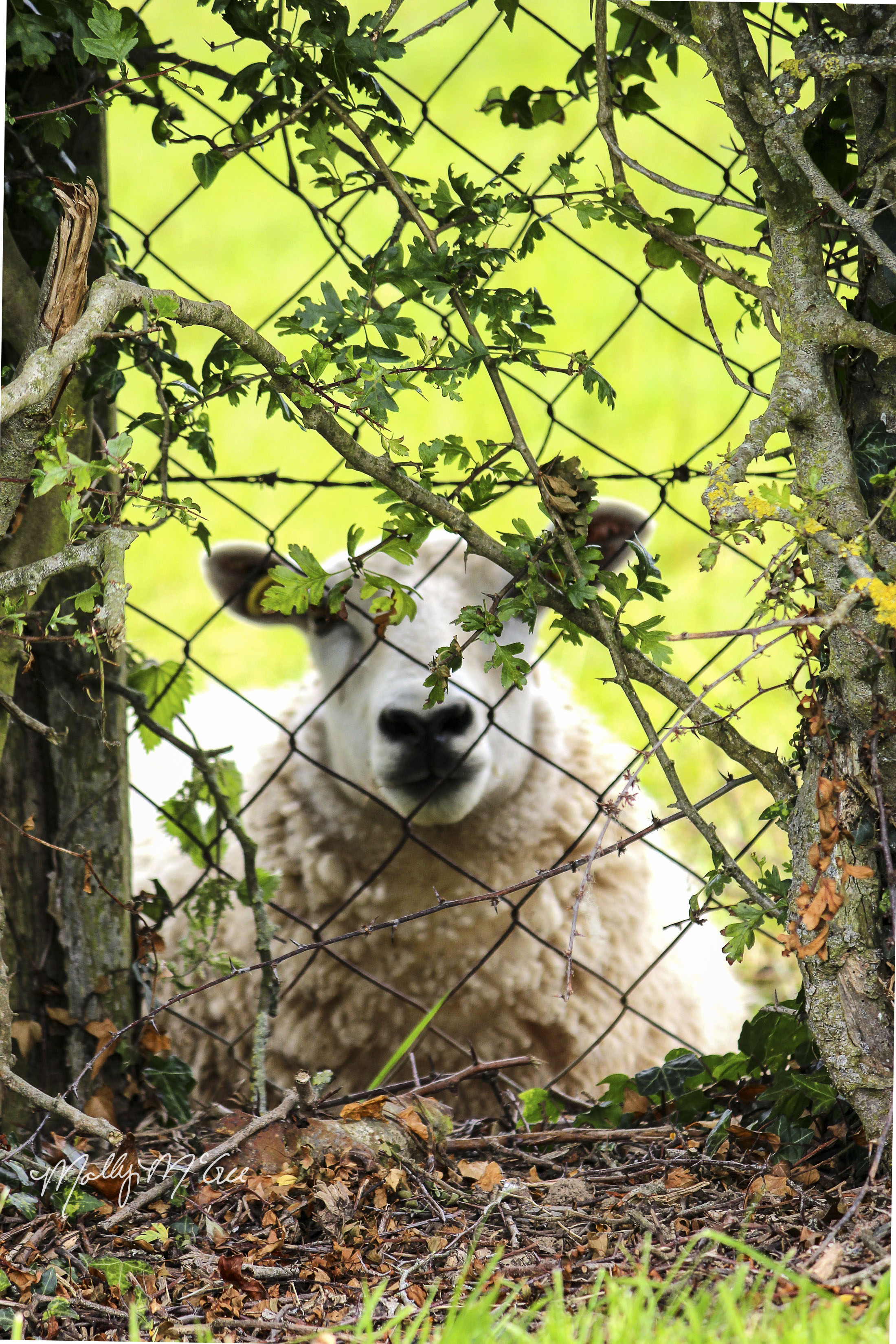 Irish Sheep.jpg