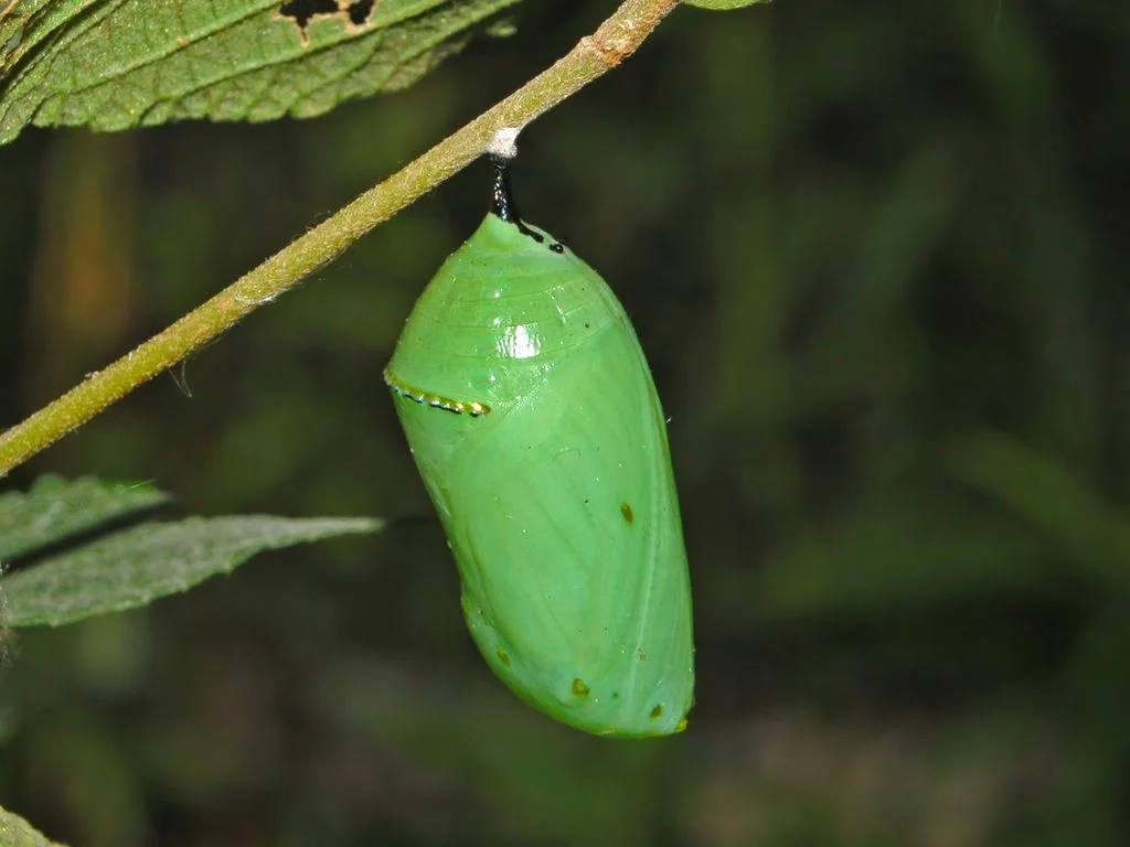 Nymphalidae_-_Danaus_plexippus_Chrysalis.jpg