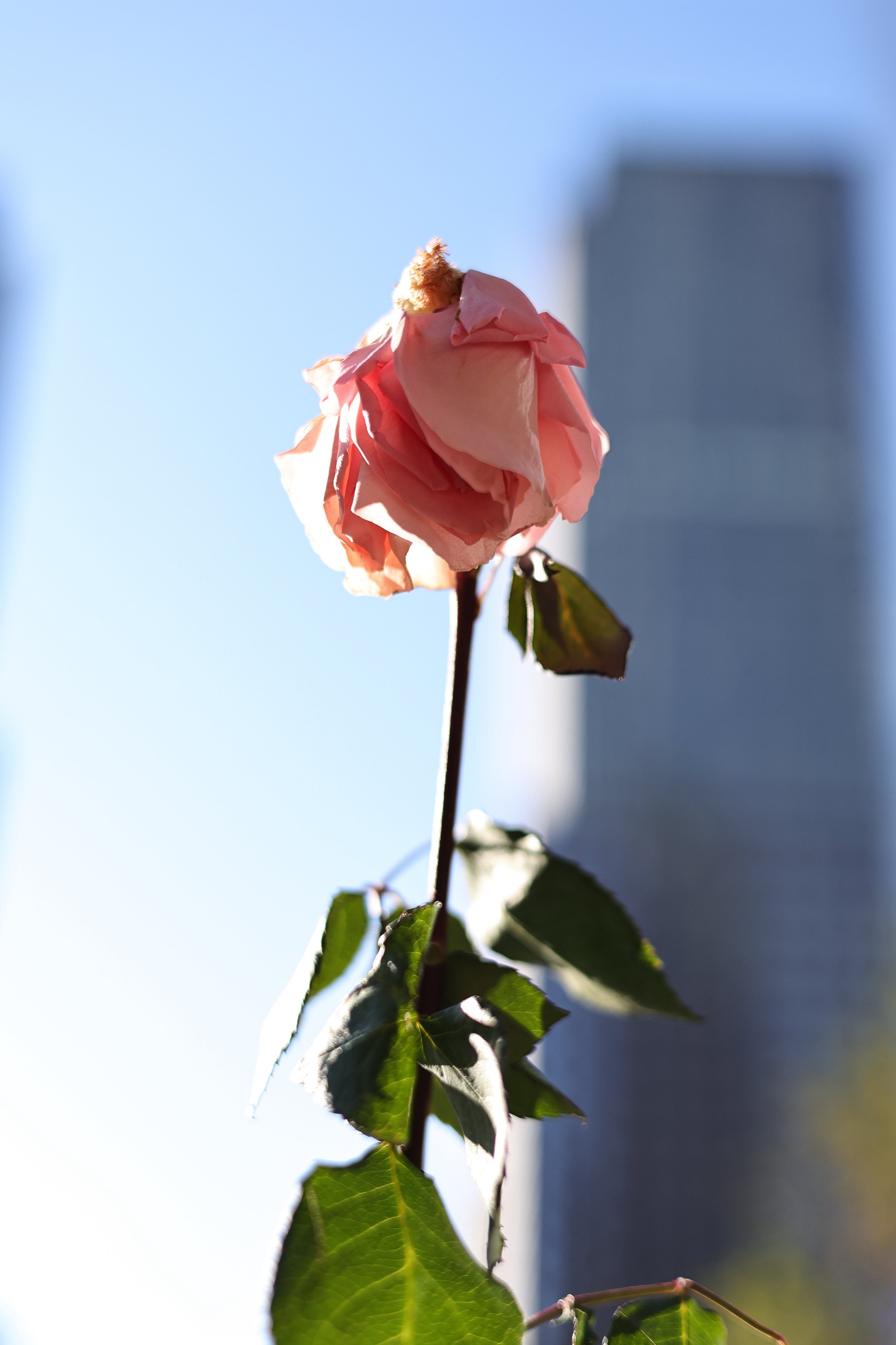 september_11th_sept11_js _0036.jpeg