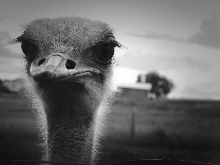 5 day Black and White Challenge