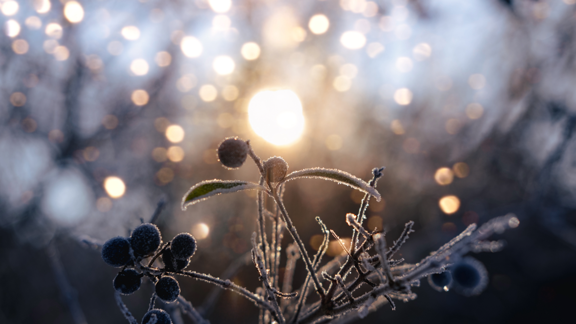 A Winter Solstice Spell for the Darkest Night