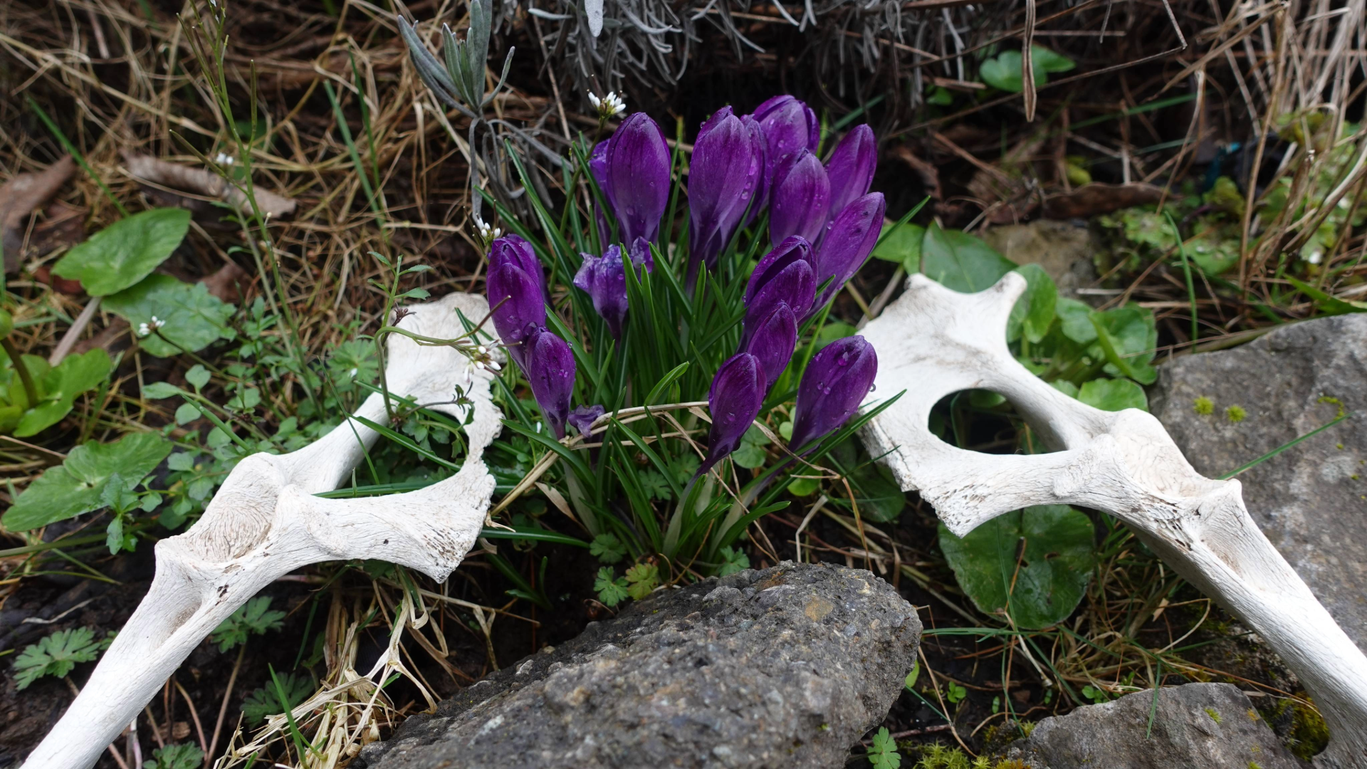 Spring Equinox Magic for Witches: Rituals, Folklore, and Seasonal Correspondences