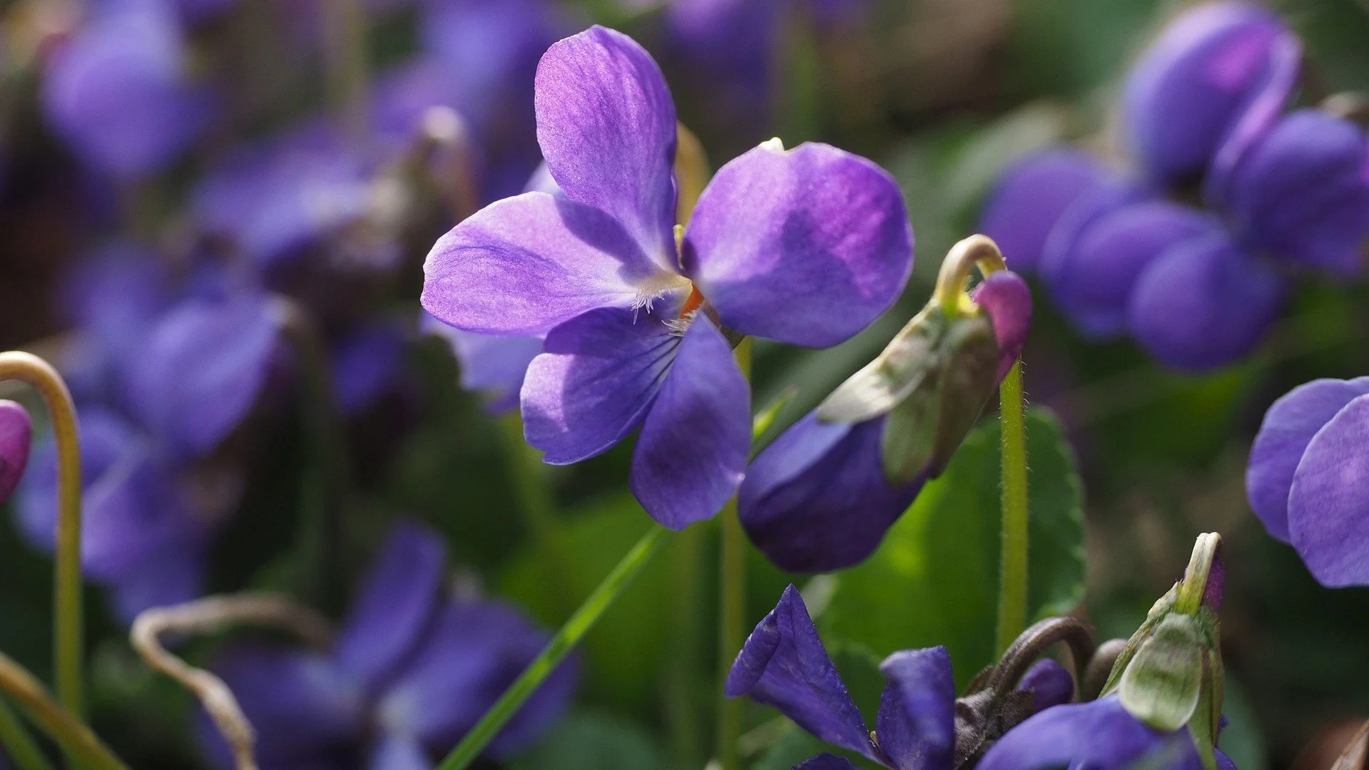 Violets in Witchcraft: Magical Properties, Folk Magic &amp; Violet Cordial Recipe