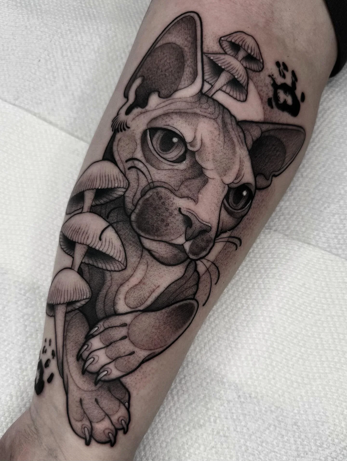 oh to be a hairless kitty that smells like mushrooms 🤲🏻
Thank you Leah 🤍
✸
#cattattoo #petportrait #neotraditional #sphynx #tattoo