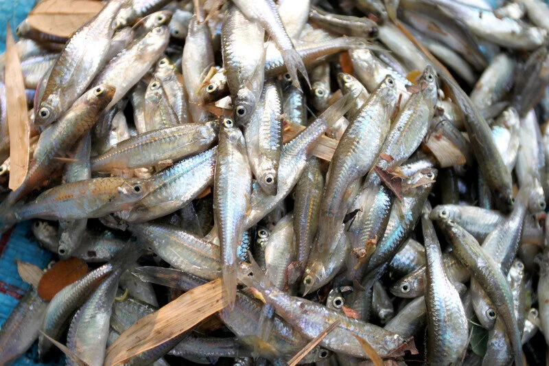 minnows.jpg