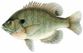 Bluegill Ohio Pond Mgmt Book.jpg