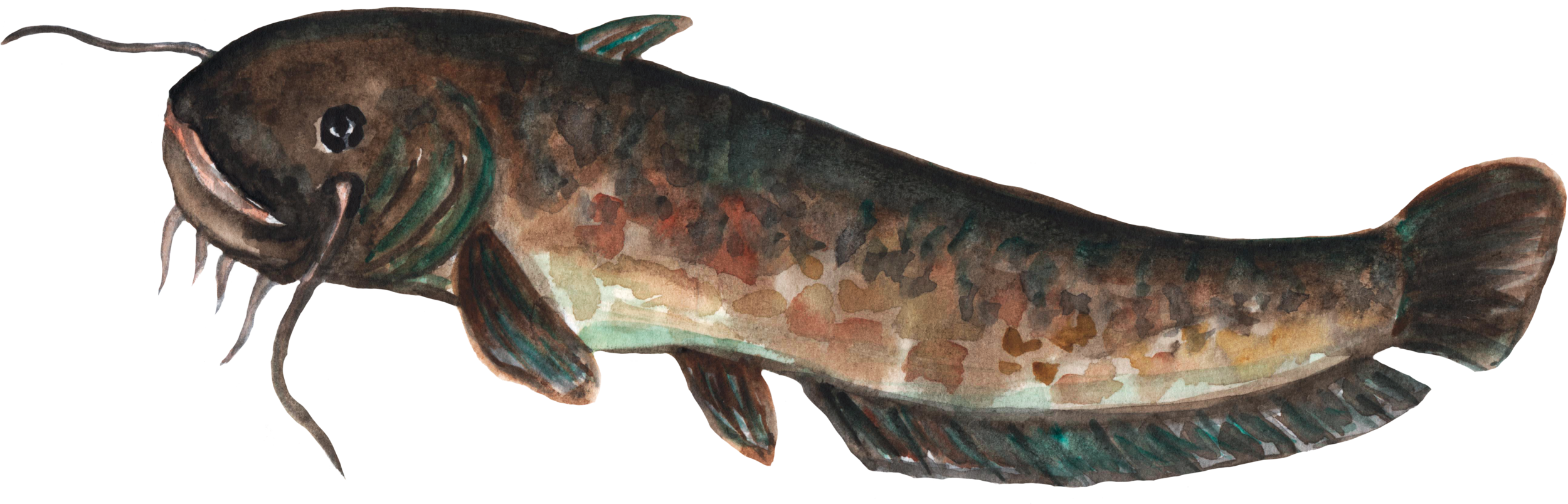 5.png