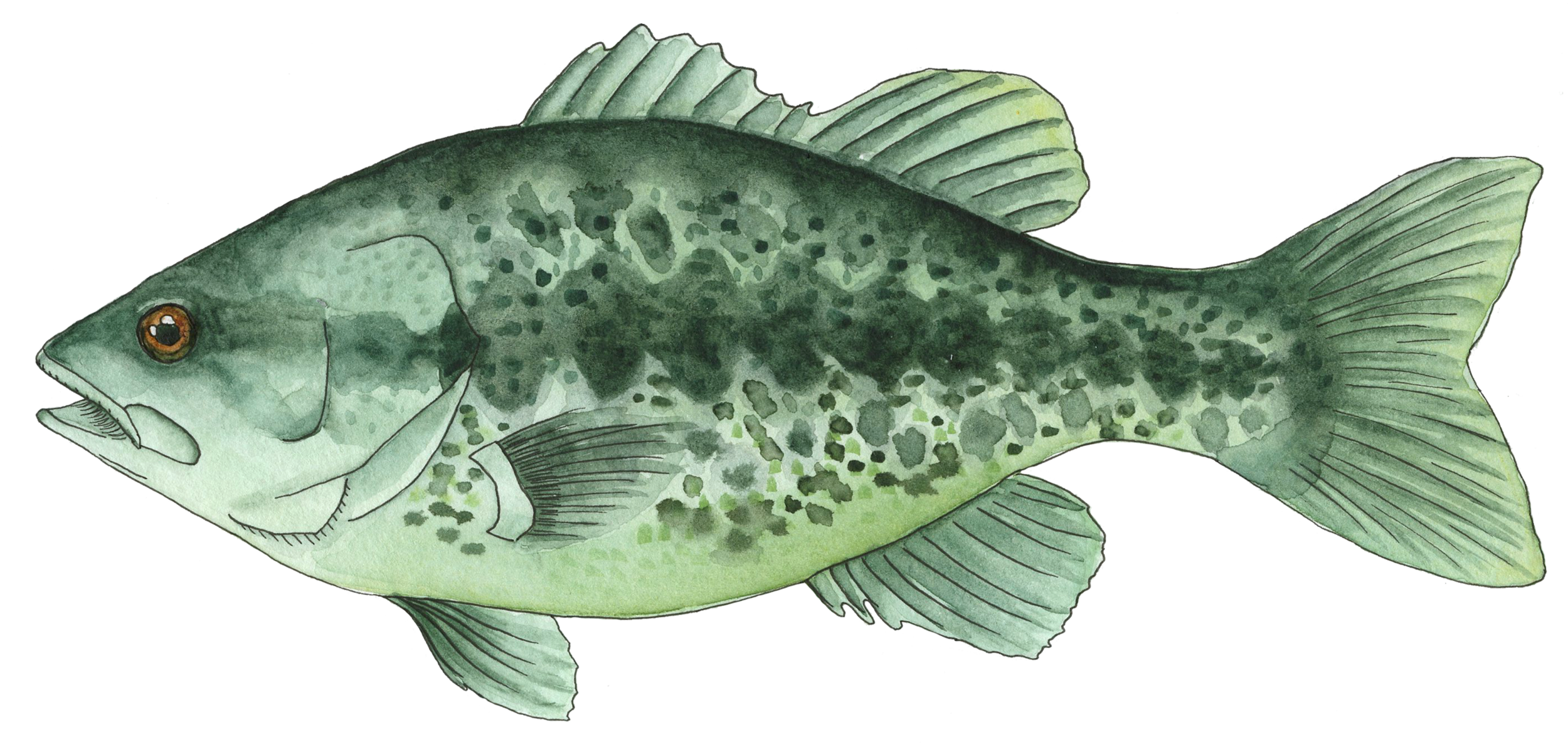 Bass.png
