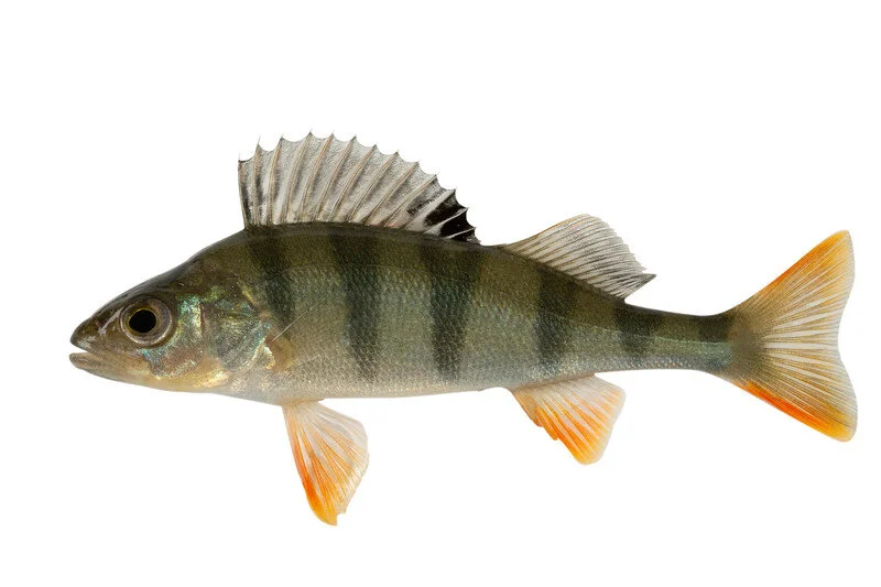 perch.jpg