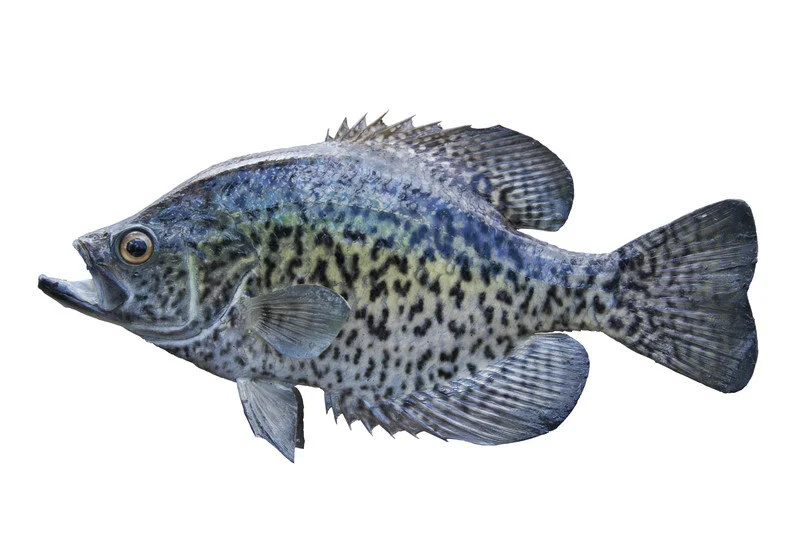 crappie.jpg