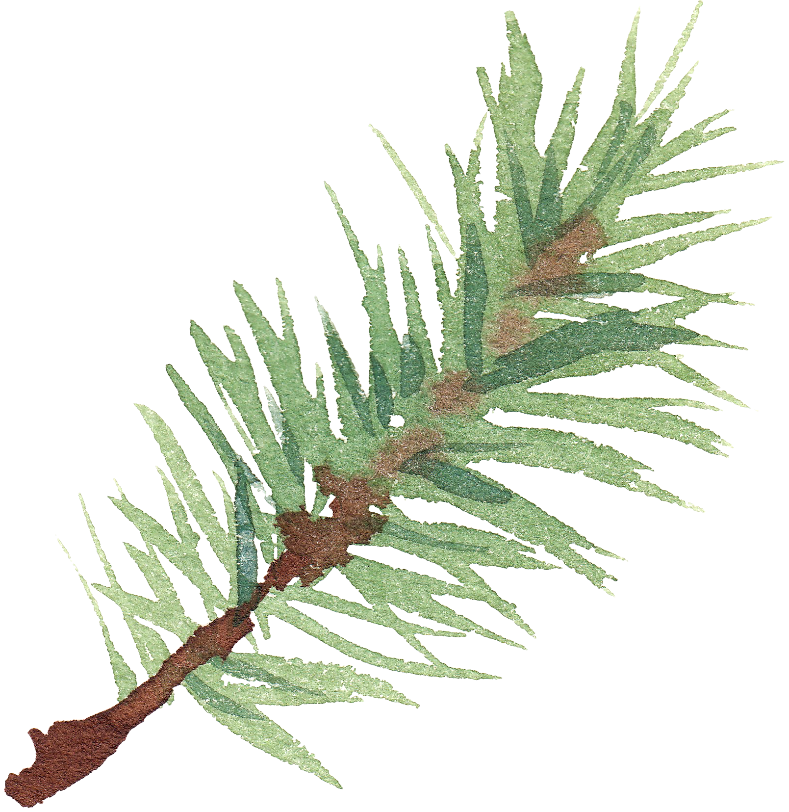 pine branch.png