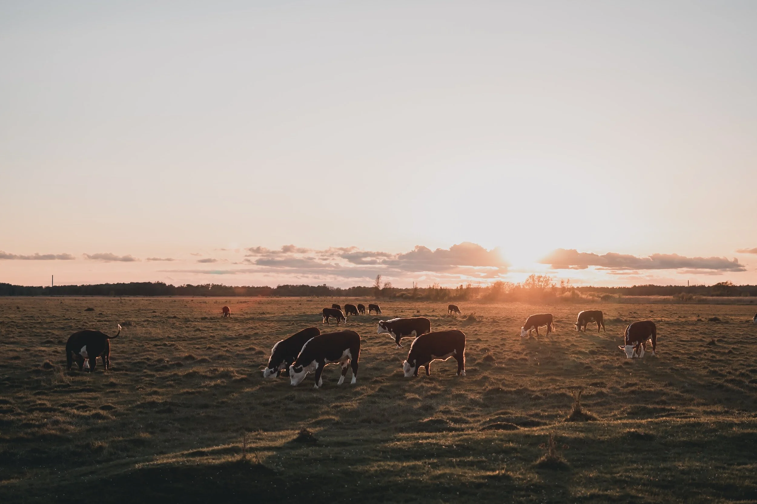 Creating a Practical Grazing Plan for Healthier Pastures
