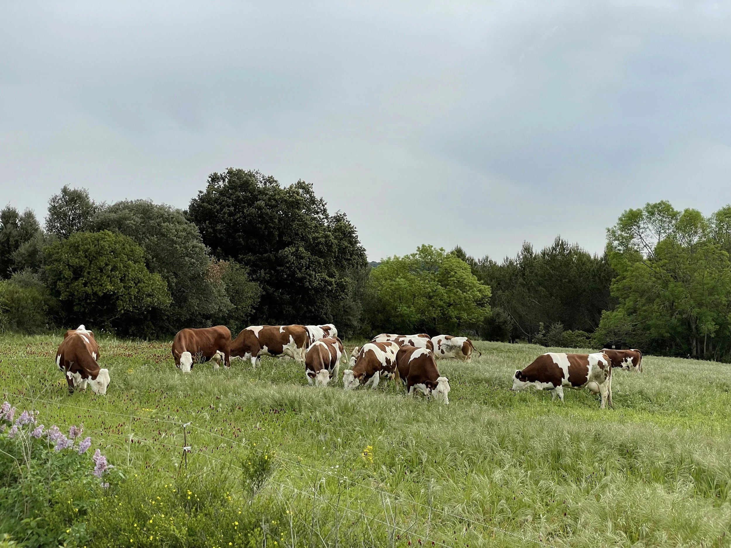 Don’t Rush the Grass: Spring Pasture Tips That Actually Pay Off 