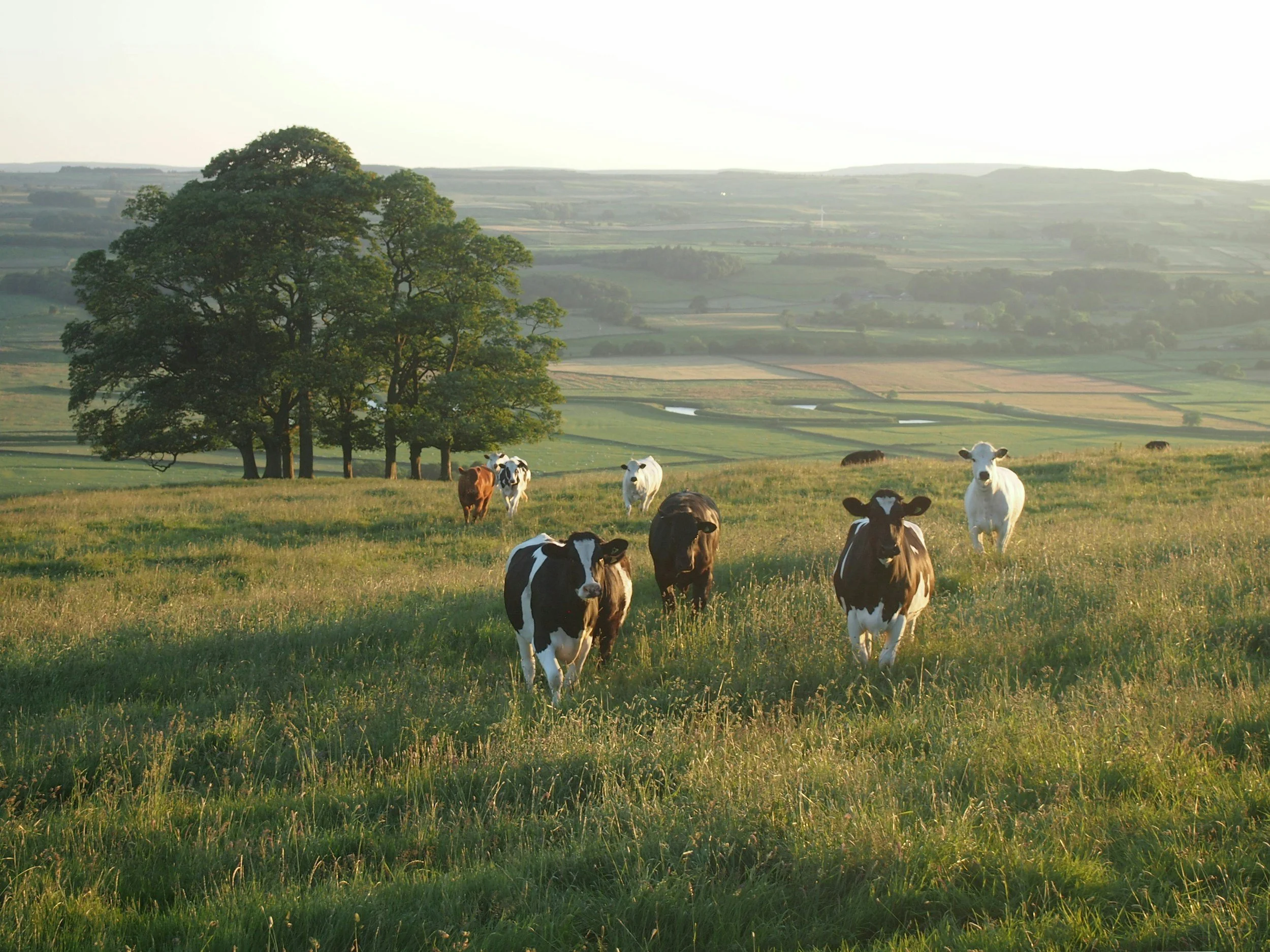 Your Pasture Called. It Wants a Makeover.