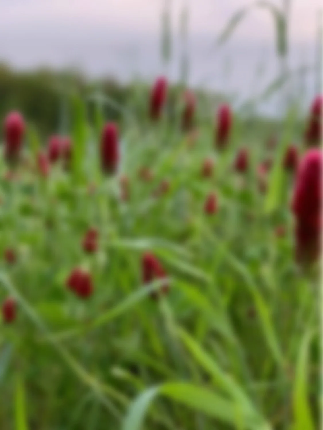 Cover Your Bases: Ashland SWCD Conservation Chat Digs Into the Real Dirt on Cover Crops