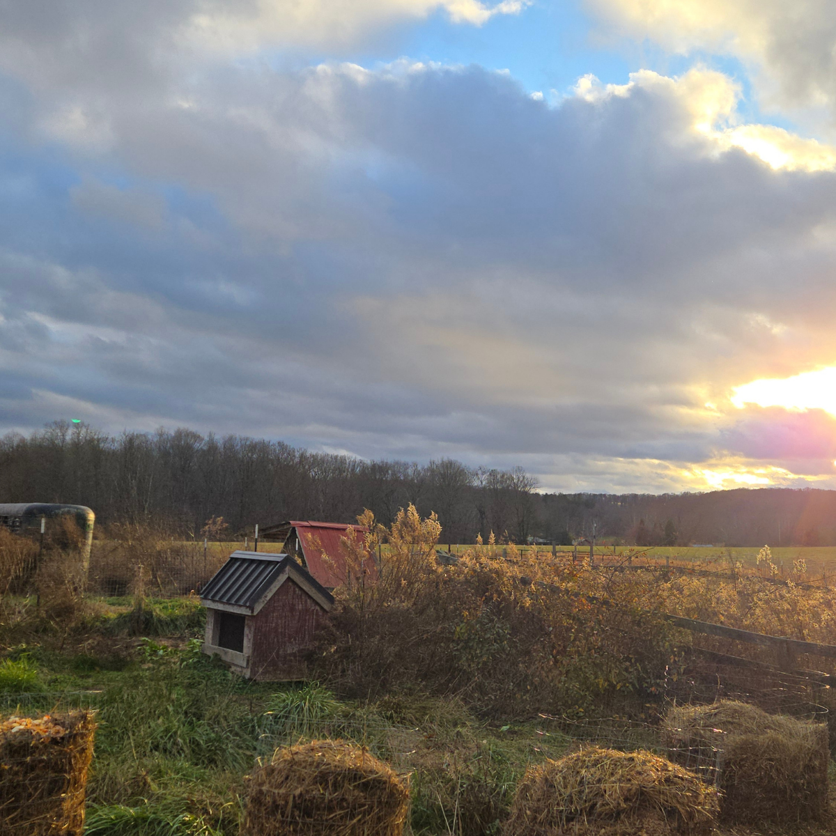 Untitled design (5).png