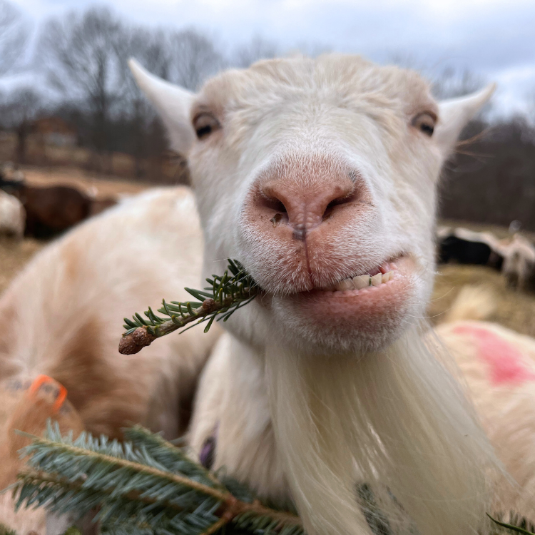 Christmas tree nomming.png