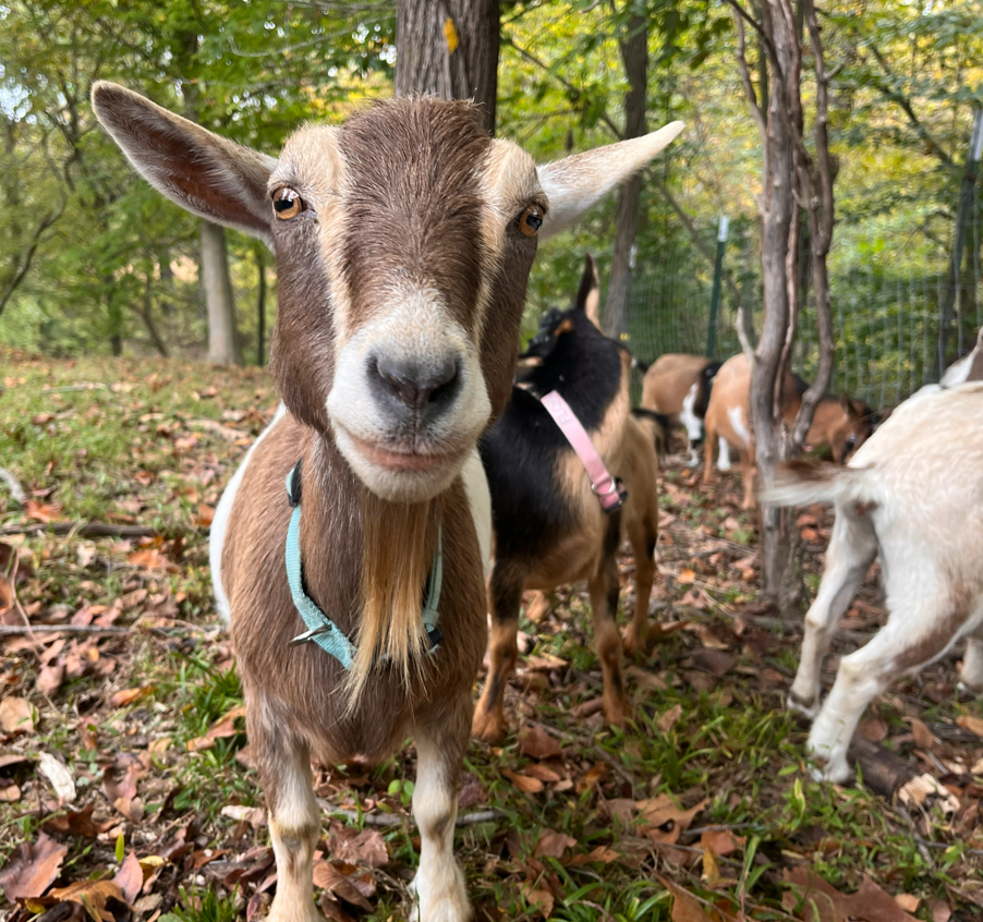 Screenshot 2025-10-18 151500.png