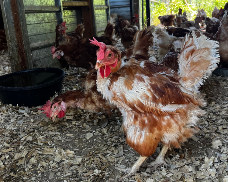 Erins Farm.png