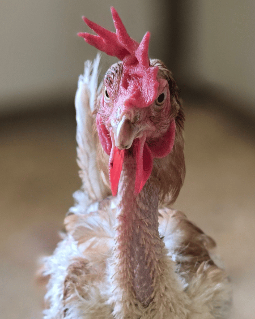 Glamour shots.png
