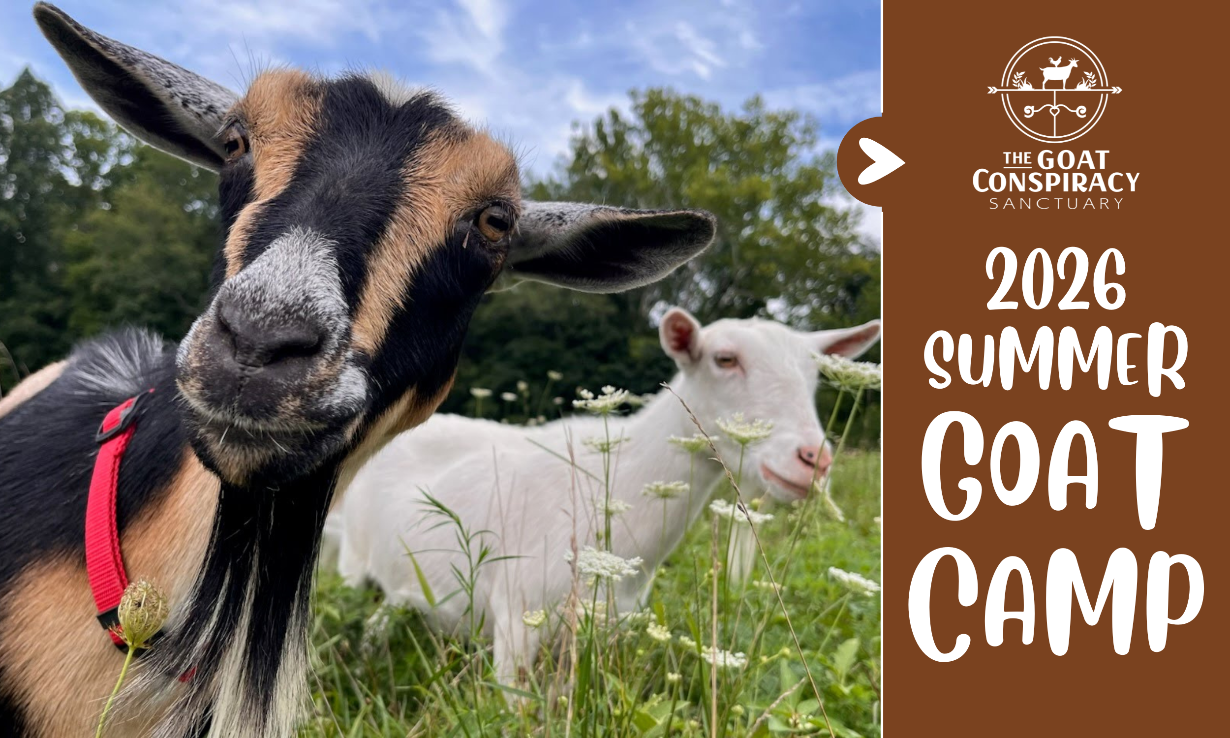 2026 SUMMER GOAT CAMP.png