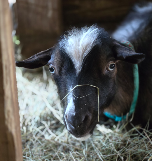 Screenshot 2025-07-03 172250.png