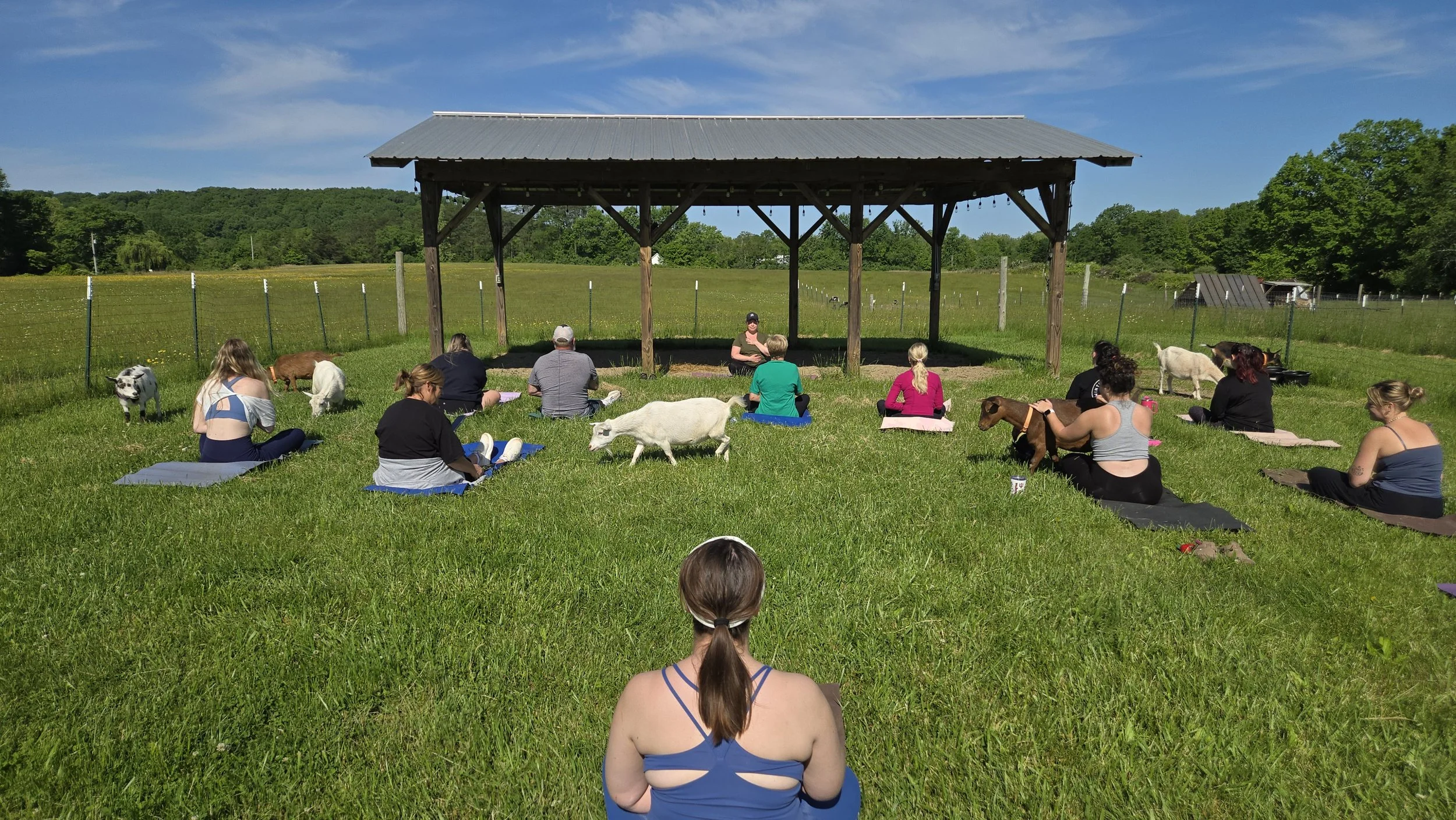 Goat Yoga.jpg