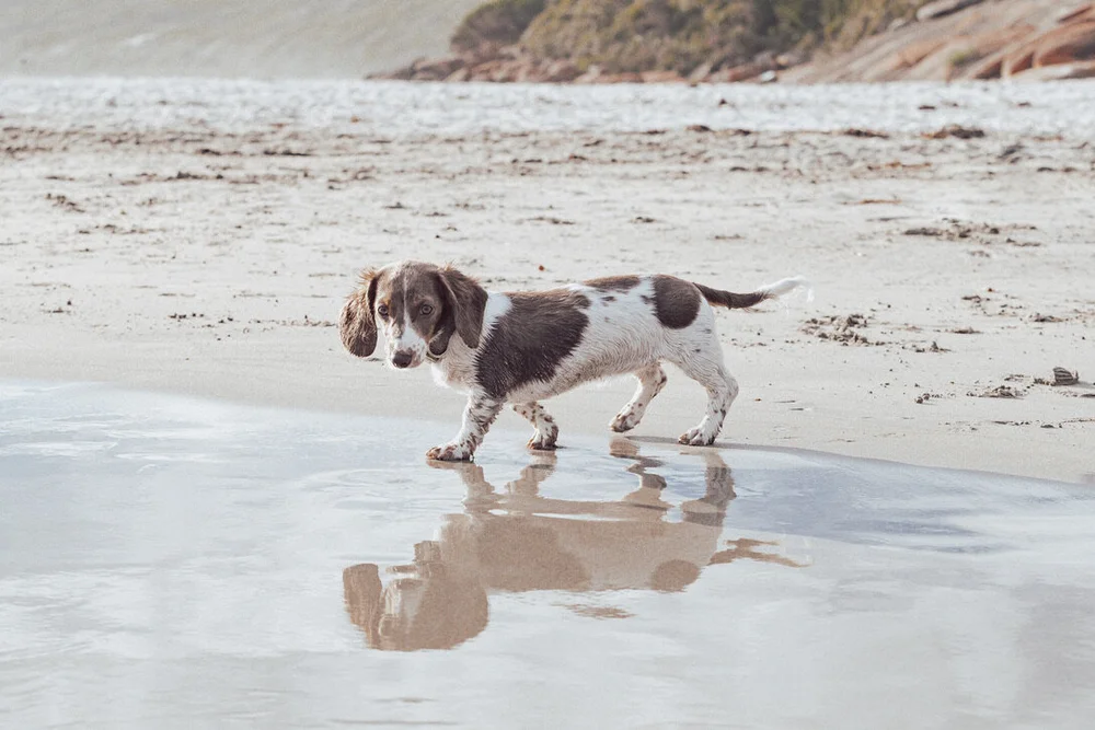 About Dilutes — Ohana Dachshunds