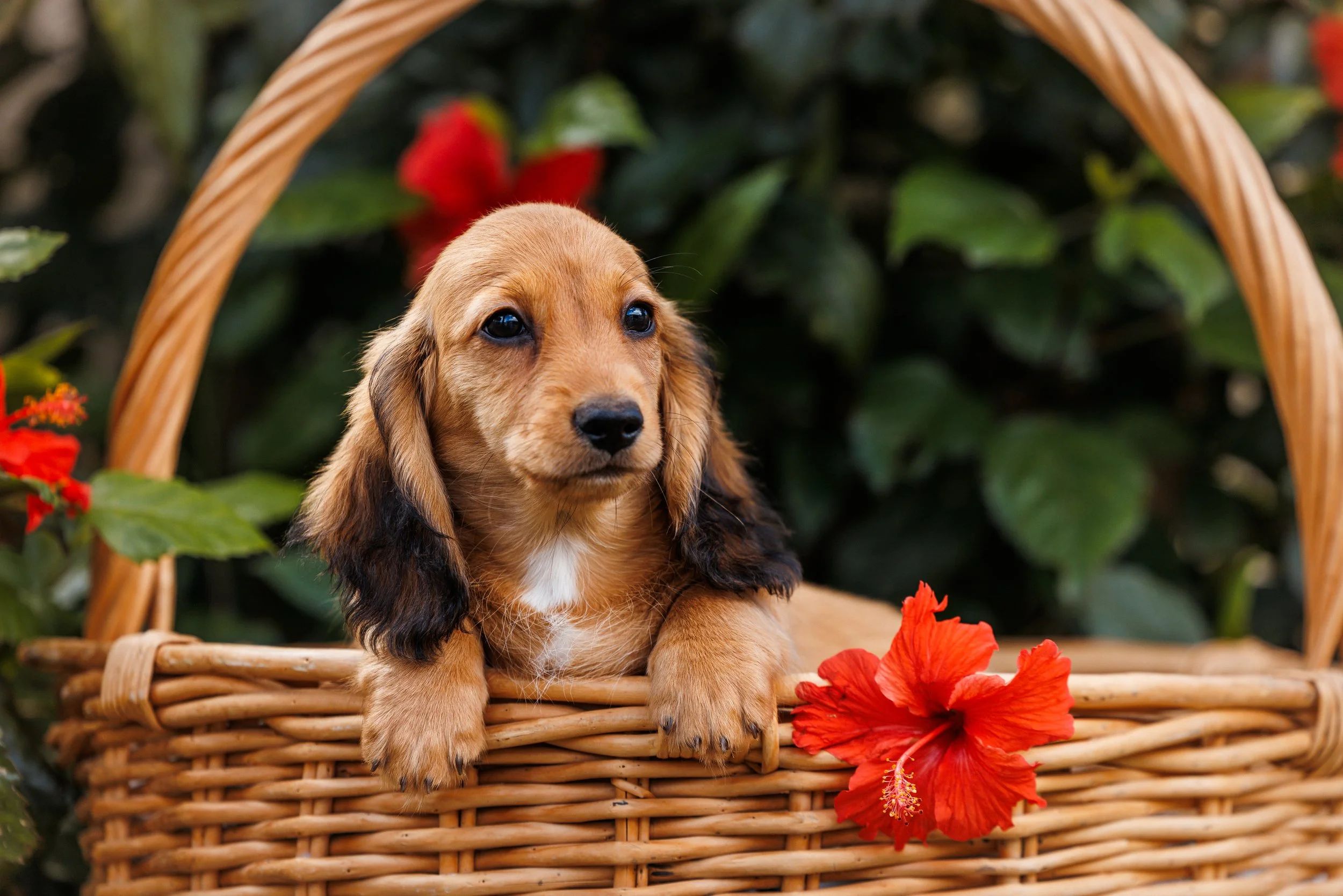 longhaired miniature dachshund Perth
