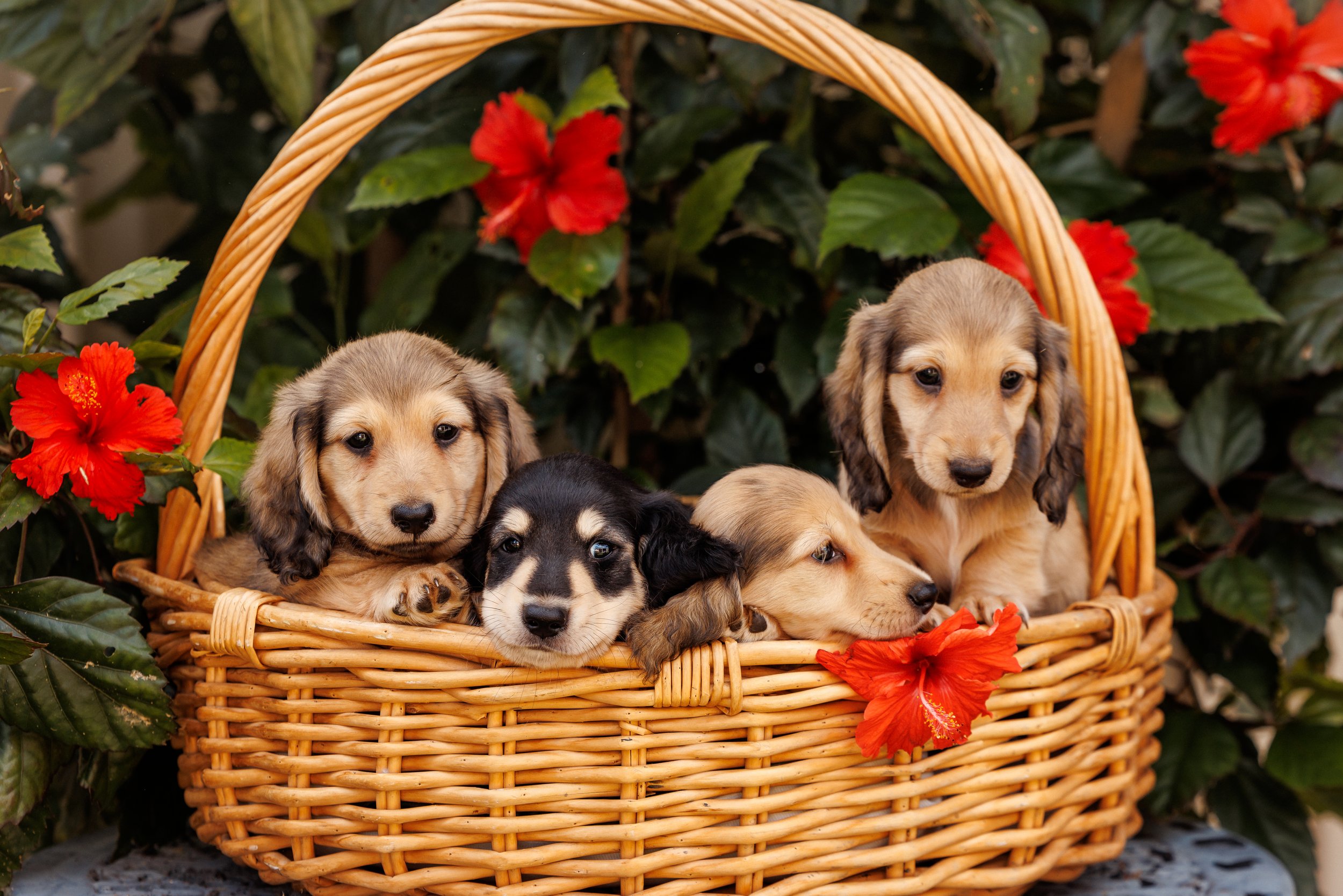 English cream longhaired miniature dachshund puppies Perth