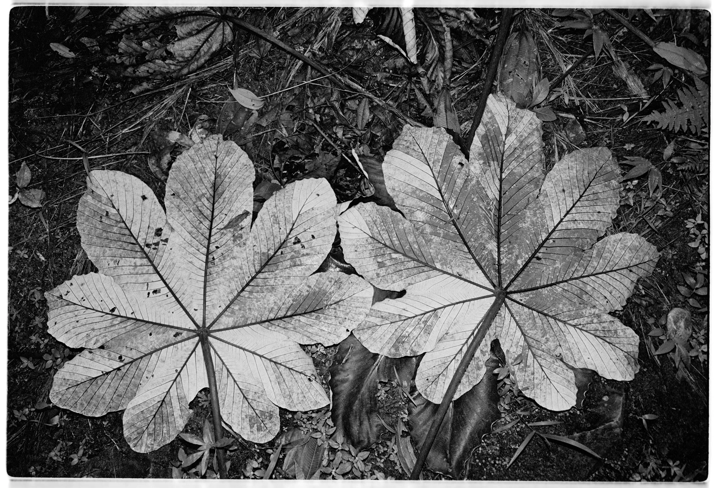 snaps_yunca-leaves.jpg