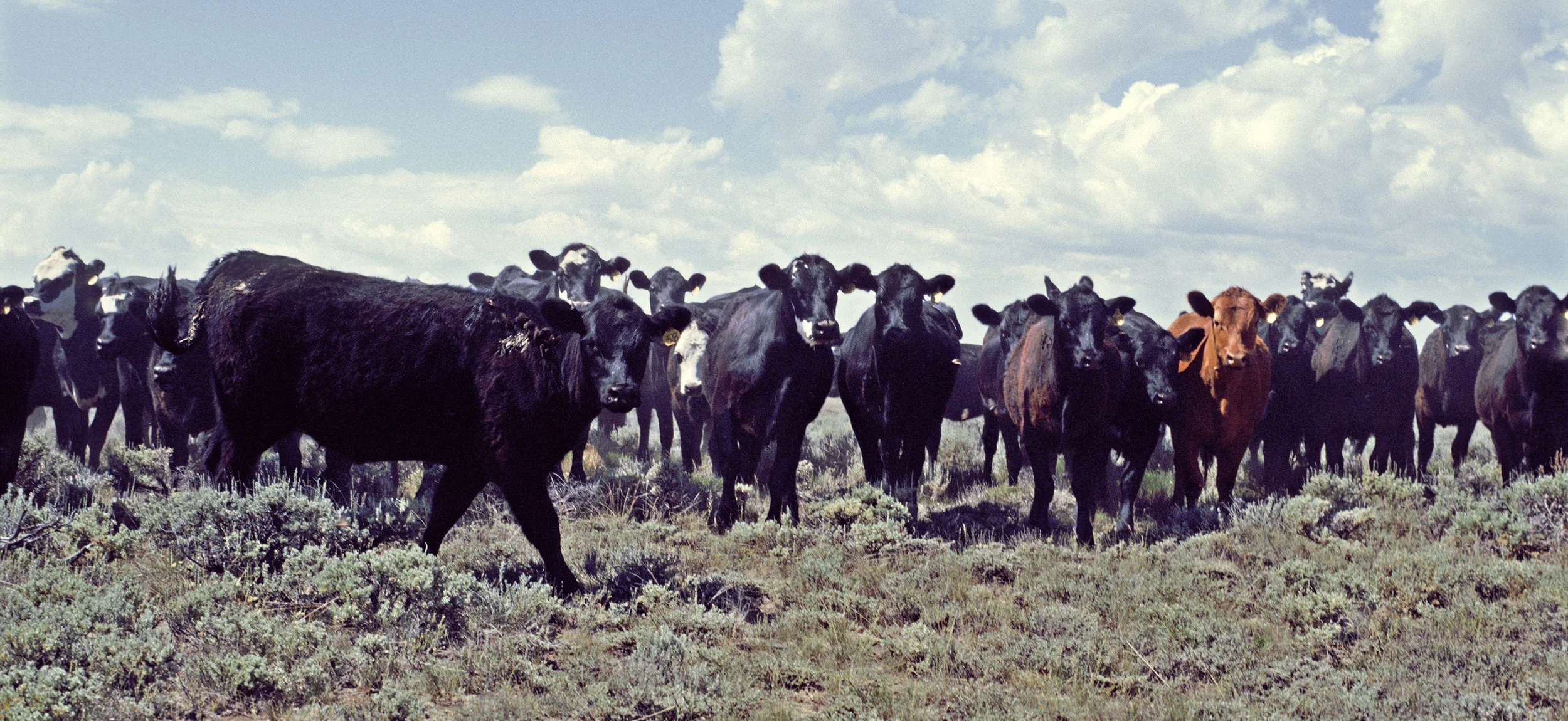 wyoming1.jpg
