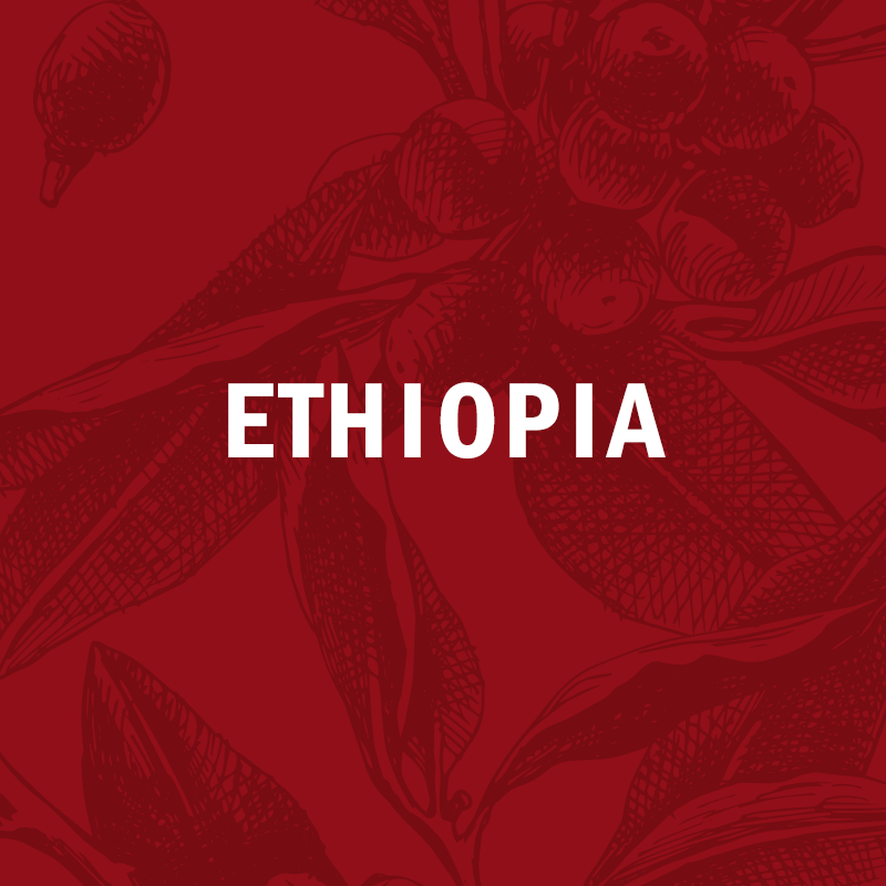ETHIOPIA | YirgZ  12oz
