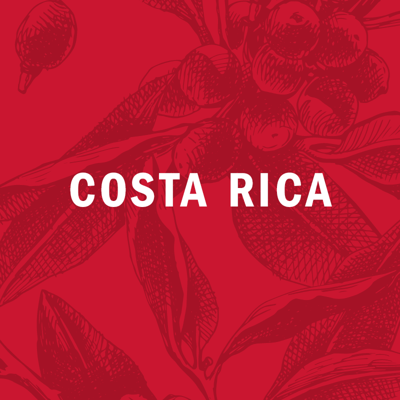 COSTA RICA | Doña Isa / Beneficio Rio Tarrazu  12oz