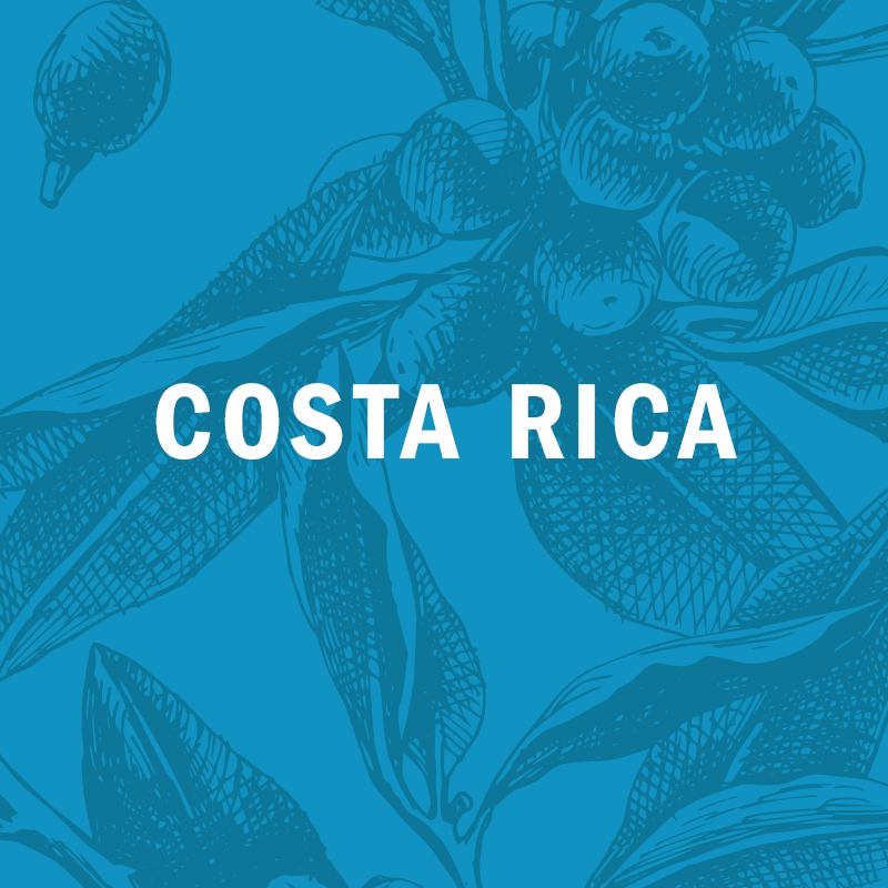 COSTA RICA |  HACIENDA LA PRADERA  red honey